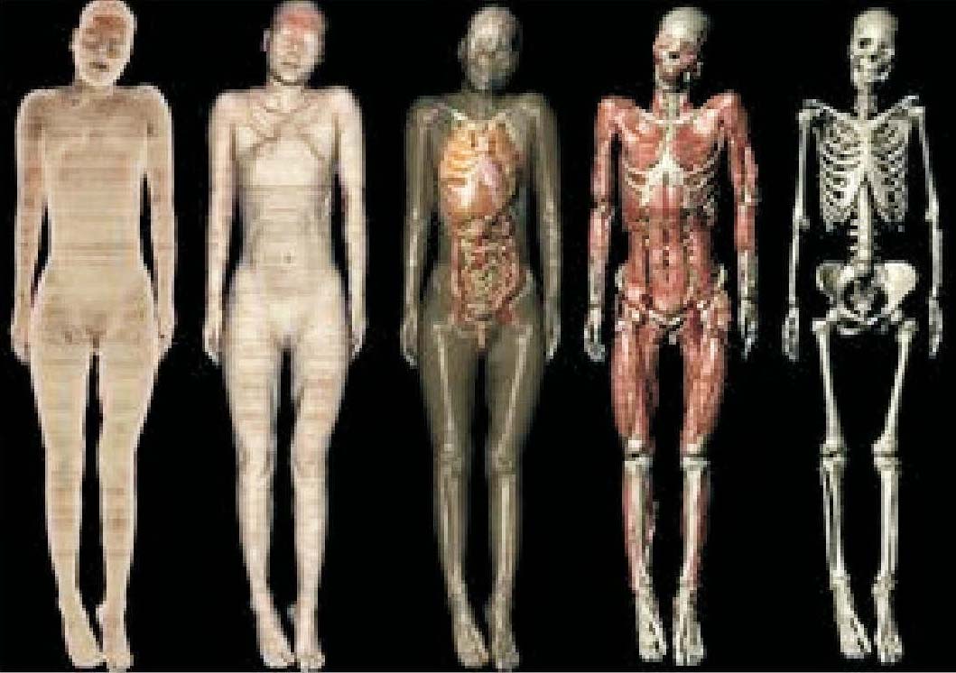 三、數(shù)字化人體的研究為解剖學實驗教學帶來新機遇